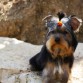 Bill es un Yorkshire terrier llamado cariñosamente "Moreno"